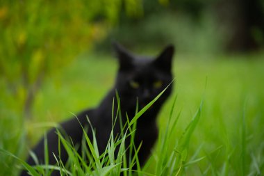 Çayırda büyüyen yeşil çimenler