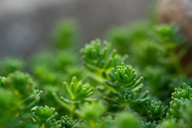 Küçük yosunlar suyun altında büyür.