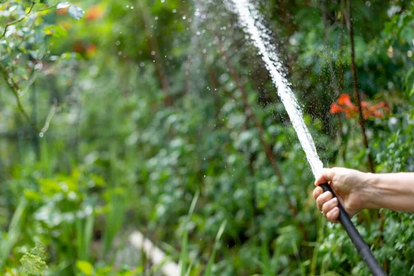 Regar Jardim Com Uma Mangueira — Fotografia de Stock