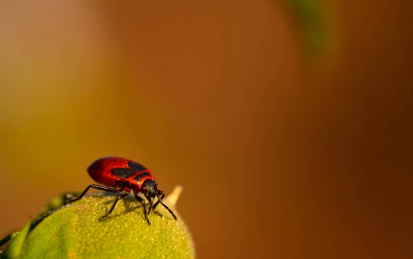 Insektssoldat Står Växt — Stockfoto