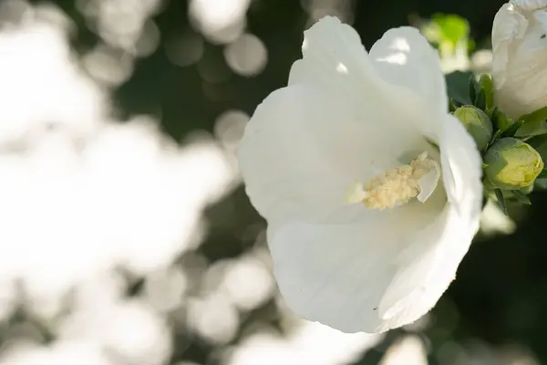 Floreciente Flor Blanca Brote Abierto — Foto de Stock