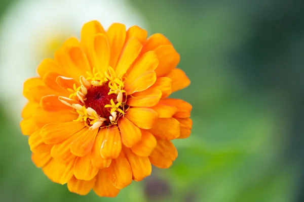 Blomma Som Bakgrund Eller Struktur — Stockfoto