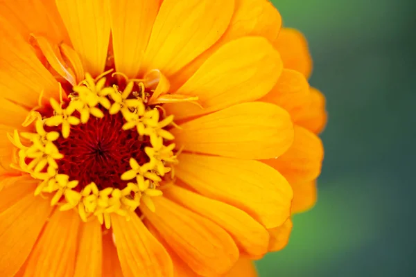 Blomma Som Bakgrund Eller Struktur — Stockfoto