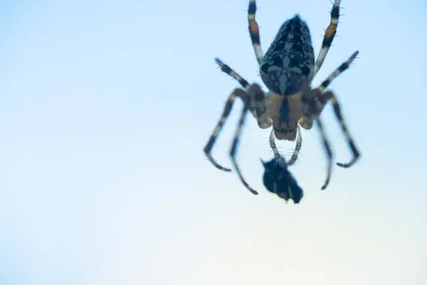 Aranha Apanhou Sua Presa Teia — Fotografia de Stock