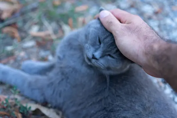 고양이 머리를 쓰다듬고 — 스톡 사진