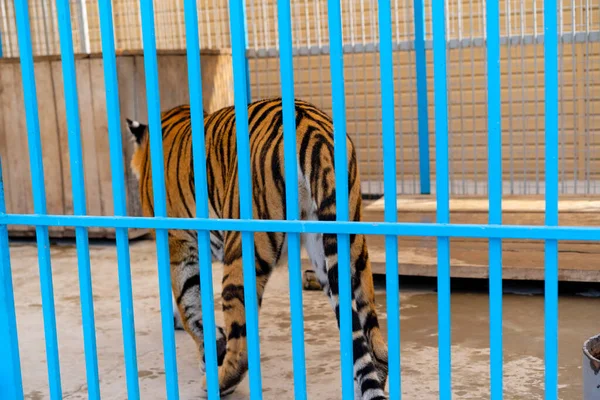 Adult Tiger Walks Cage — Stock Photo, Image