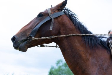 Sokakta koşumlu at ve binici.