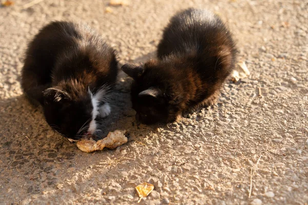 Gatitos Sin Hogar Comen Calle —  Fotos de Stock