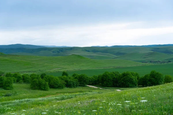 Góry Drzewa Latem — Zdjęcie stockowe