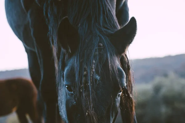 牧草地の馬の視線 — ストック写真