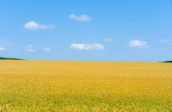 Пшеничное Поле Выходит Горизонт Стоковое Изображение