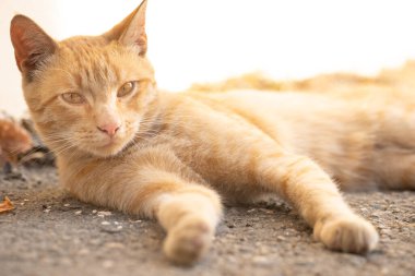 Kedi güneşin altında güneşleniyor. Yerde yatıyor.
