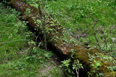 Yosun ile kaplanmış devrilmiş ağaç.