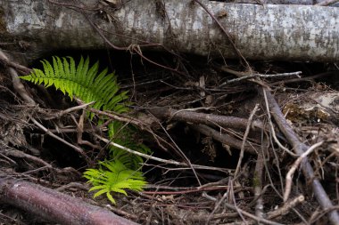 Kuru dalların arasında büyüyen eğreltiotu