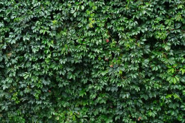 Bitkilerden yapılmış bir çit. Arkaplan veya doku olarak