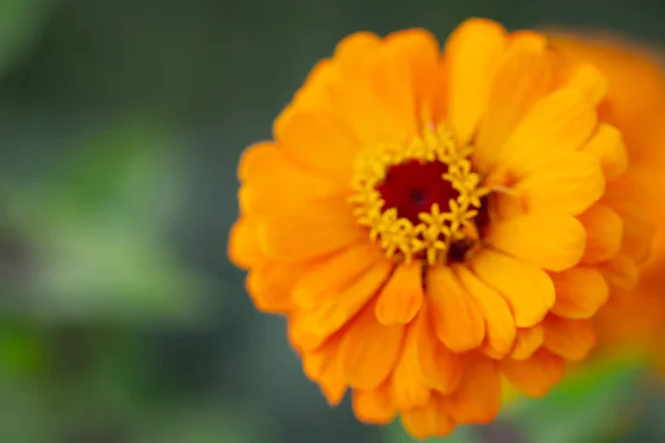 Apelsinblomma Växer Naturen — Stockfoto