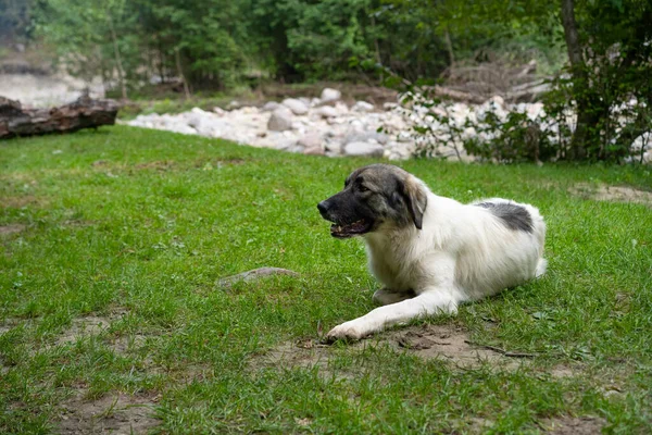 Büyük Köpek Çimlerin Üzerinde Dinleniyor — Stok fotoğraf