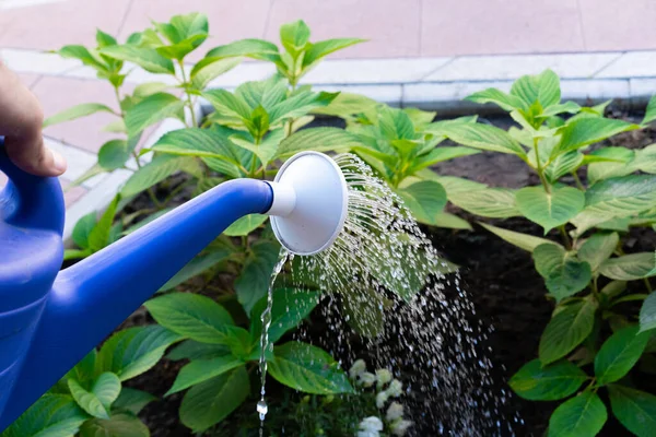 用浇水的水浇灌植物 — 图库照片