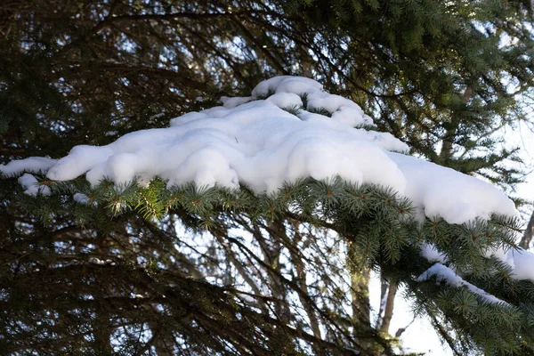 Sneeuw Ligt Boomtakken Rechtenvrije Stockafbeeldingen