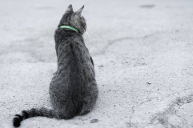 Pire tasmalı bir kedi sokakta oturur.