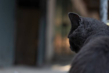 Sokakta dolaşan siyah sokak kedisi