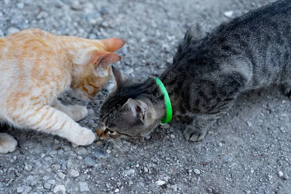 Deux Chats Sont Rencontrés Dans Rue — Photo