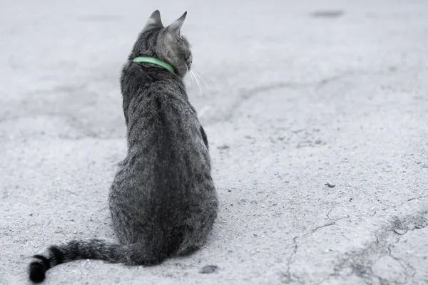 Eine Katze Mit Flohhalsband Sitzt Auf Der Straße lizenzfreie Stockfotos