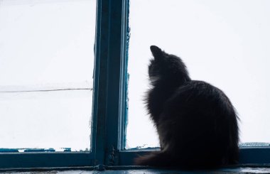 Kedi pencerenin önünde oturuyor.