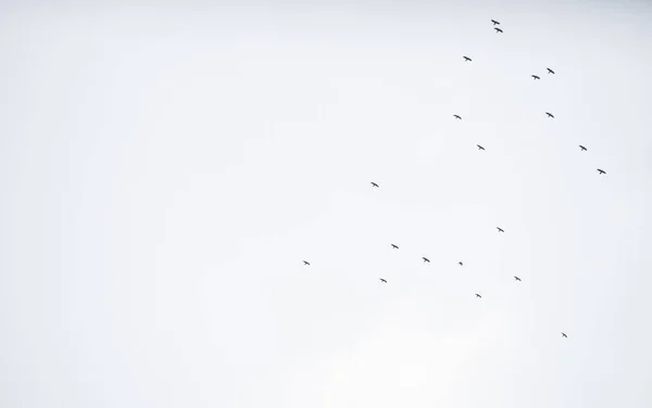 Pássaros Voam Através Céu — Fotografia de Stock