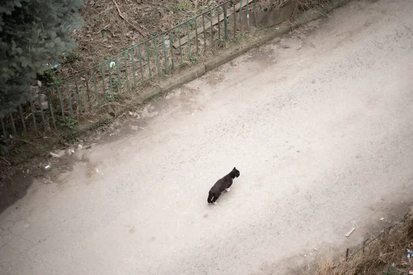 Die Katze Geht Die Straße Hinunter — Stockfoto