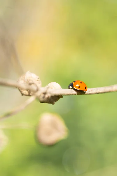 Coccinellidae Κινείται Κατά Μήκος Του Κλαδιού Του Φυτού — Φωτογραφία Αρχείου