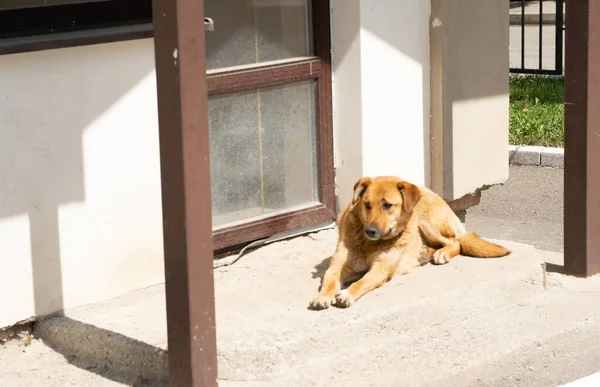 Dog Guarding Yard — Stock Photo, Image