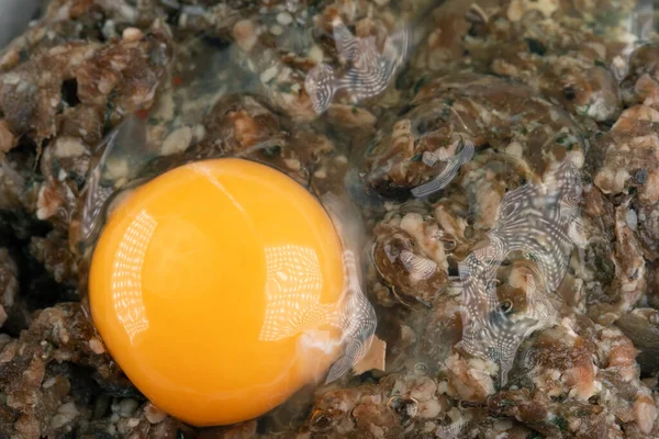 Яйцо Фарш Приготовления Катлета — стоковое фото