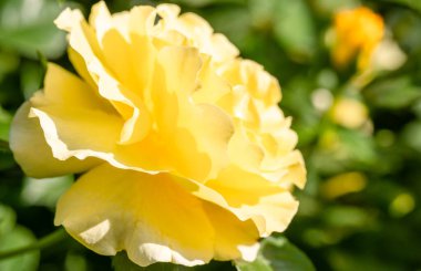 Bahçede sarı gül yetişiyor