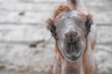 Bulanık arka planda genç deve