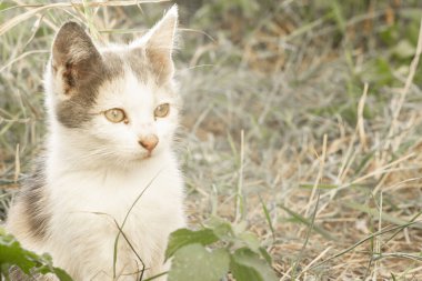 Evsiz kedi yerde oturuyor.