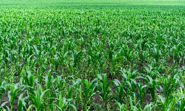 Endloses Feld Für Maisanbau — Stockfoto
