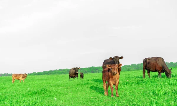 Коровы Пасутся Лугу — стоковое фото