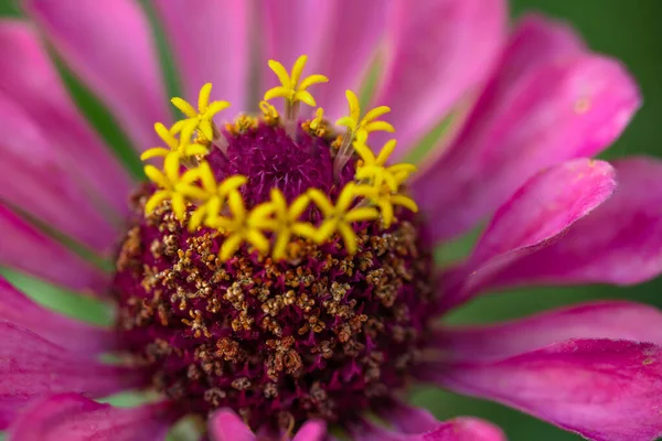 庭に咲く花マクロ写真 — ストック写真