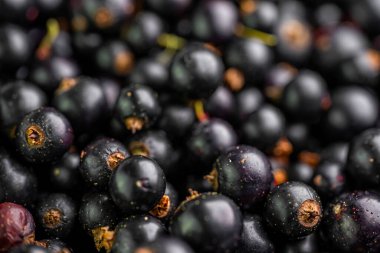 Arka plan ya da doku olarak frenk üzümü