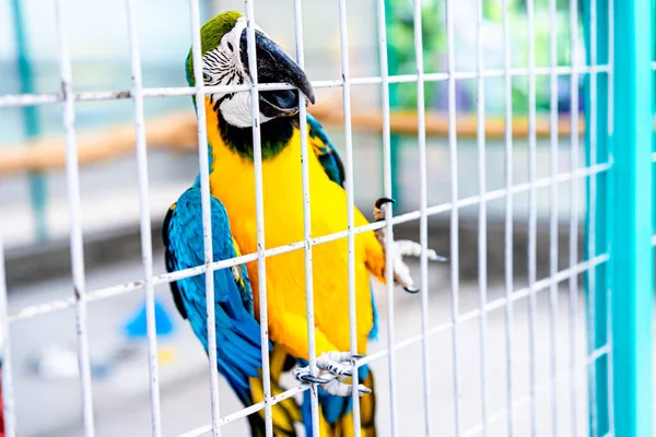 Pappagallo Ara Giallo Adulto Bello — Foto Stock