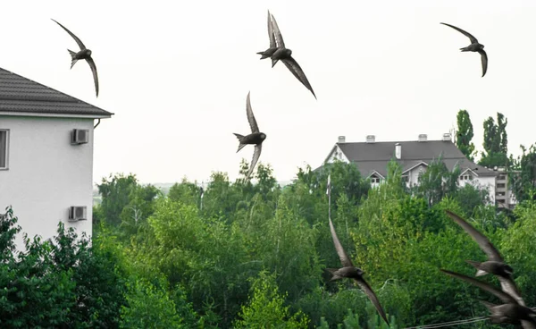 Mouettes Volant Travers Ciel — Photo