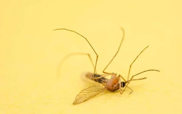 Zabity Komar Żółtym Tle — Zdjęcie stockowe