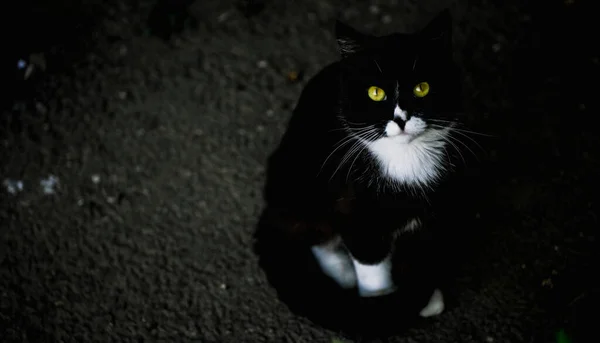 Gato Negro Con Manchas Blancas — Foto de Stock