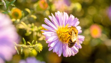 Bir arı çiçeğin üzerinde oturur ve onu döller.