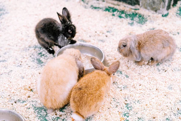 Pequeños Conejitos Están Almorzando —  Fotos de Stock