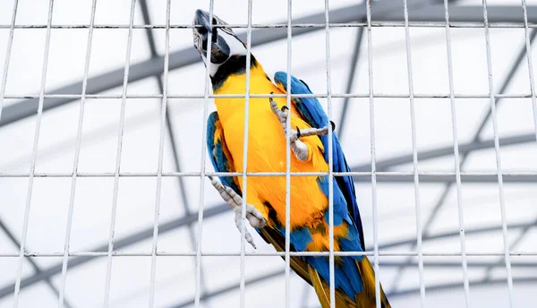 Žlutý Papoušek Macaw Kleci — Stock fotografie