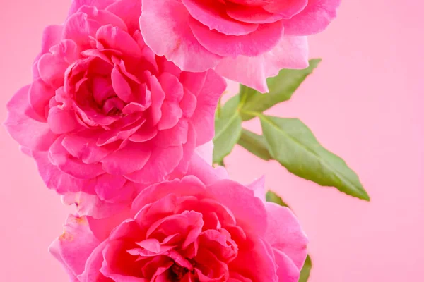 Розовые Розы Розовом Фоне Стоковое Изображение