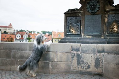 Sınır çobanı duvarda duruyor. Yolculukta çok mutlu bir köpek..