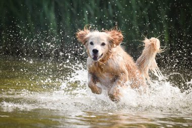Sarı karışımlı köpek suda koşuyor. O gerçekten iyi bir yüzücü..
